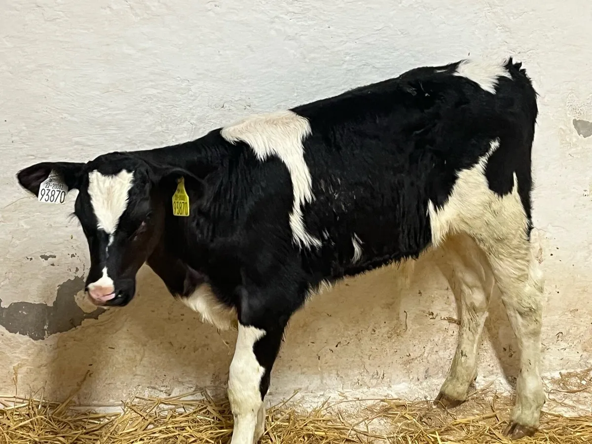 Super British FR Bull Calves - Image 4