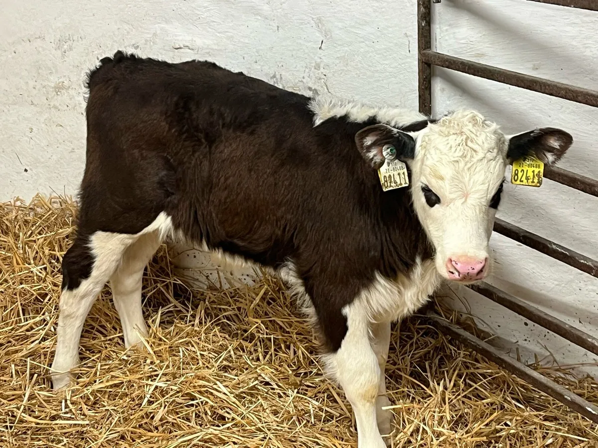 Super Hereford Bull Calves - Image 1