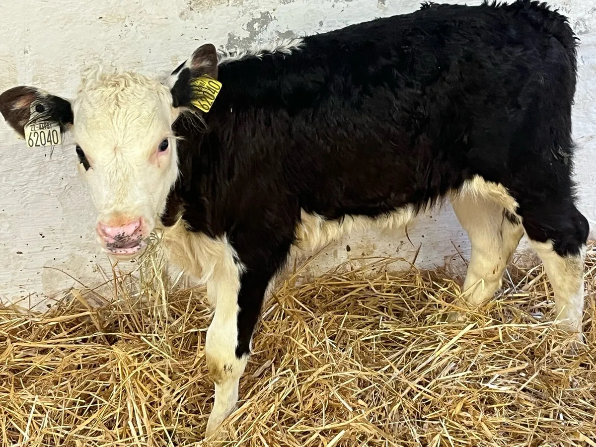 Super Hereford Bull Calves - Image 2