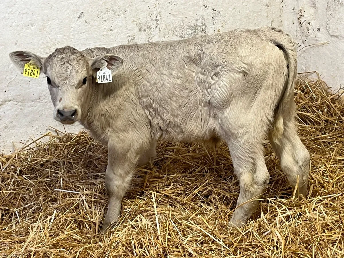 Super Hereford Bull Calves - Image 3