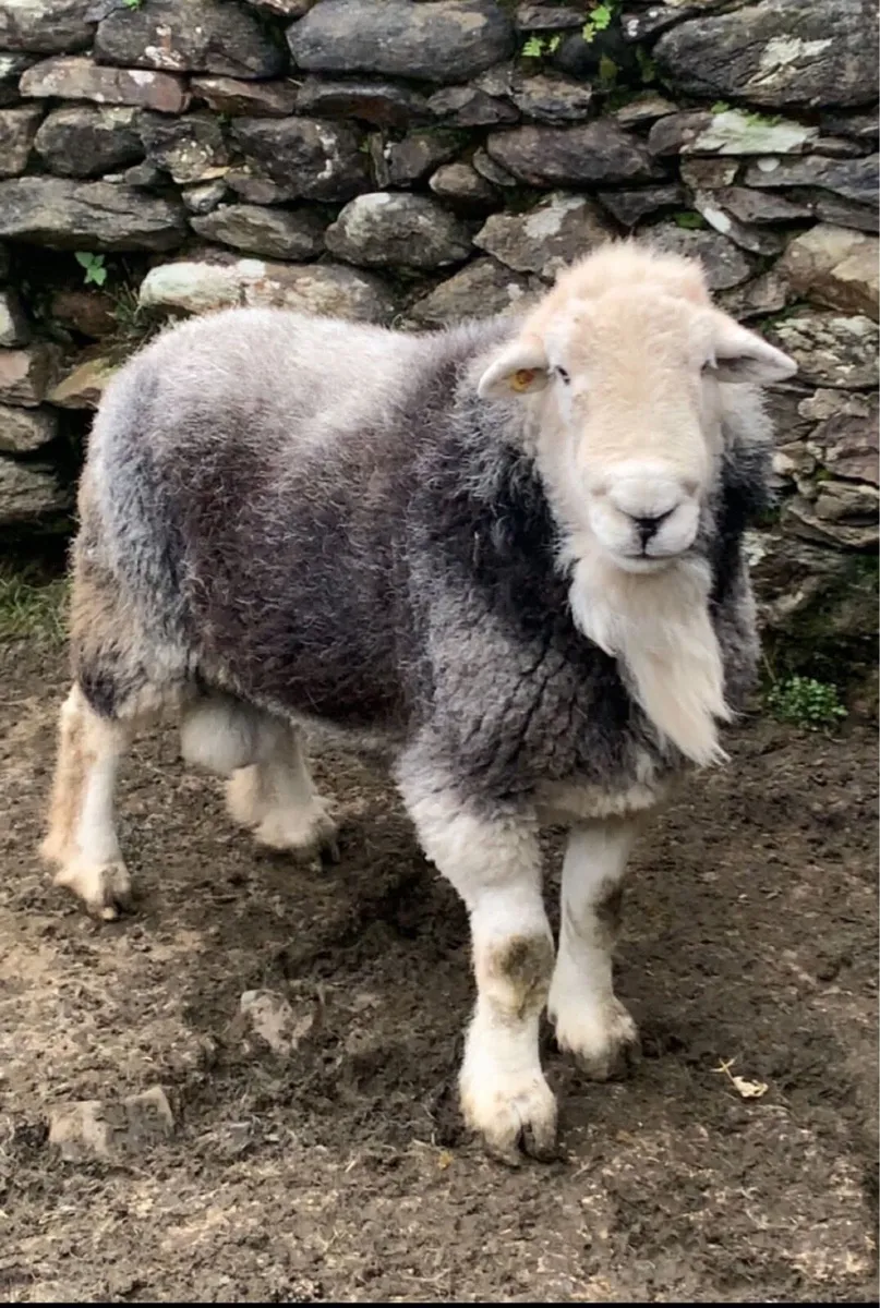 Herdwick/Swaledale/Suffolk Rams - Image 2