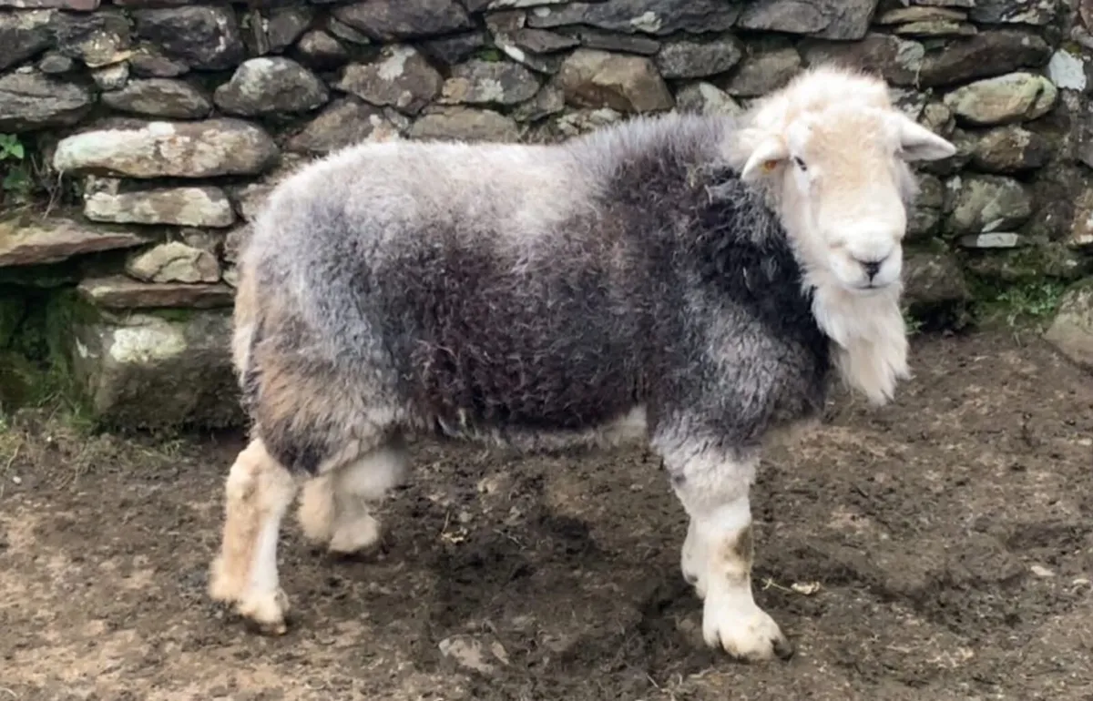 Herdwick/Swaledale/Suffolk Rams - Image 1