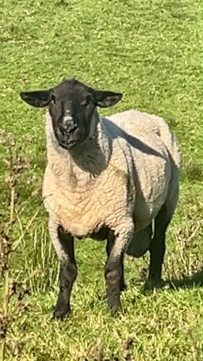 Herdwick/Swaledale/Suffolk Rams - Image 3