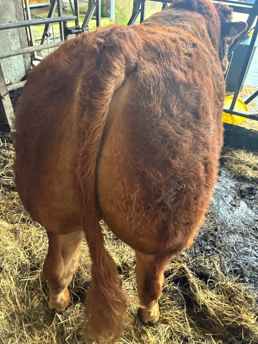Limousin bull - Image 1