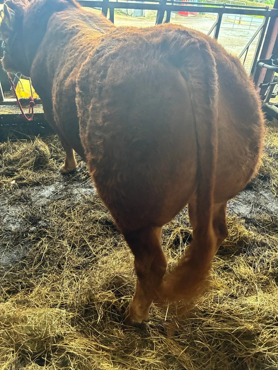 Limousin bull - Image 2