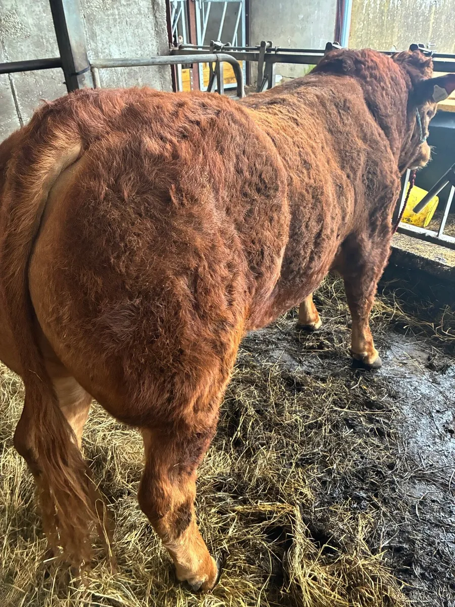 Limousin bull - Image 3