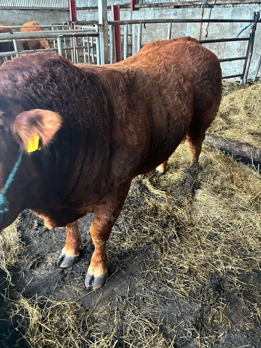 Limousin bull - Image 4