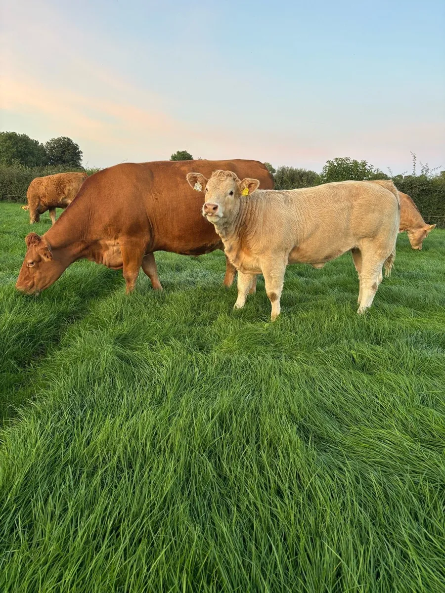 U Grade Charolais Heifers - Image 2