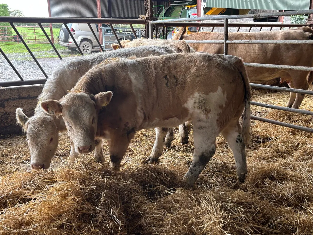 U Grade Charolais Heifers - Image 3