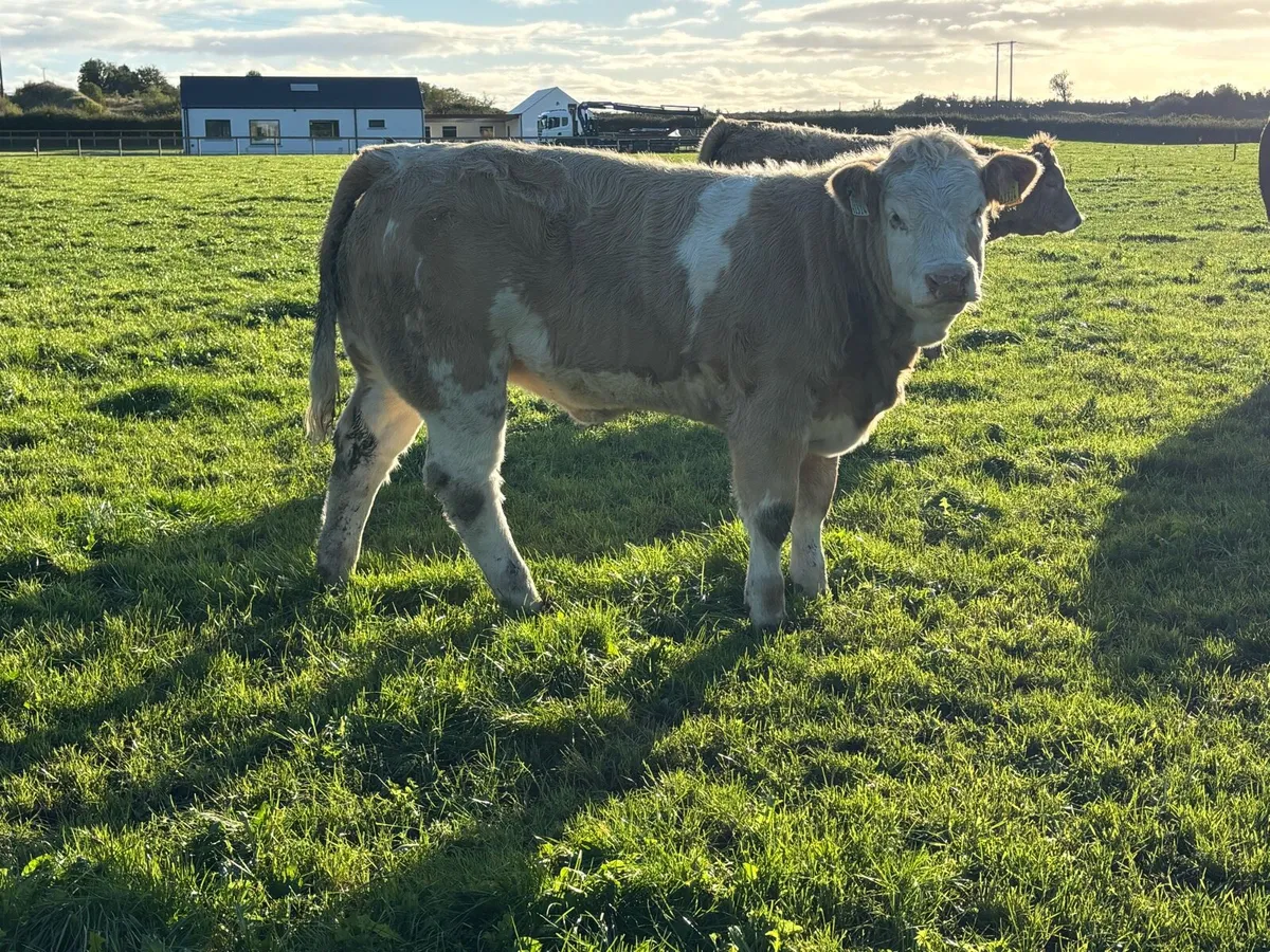 U Grade Charolais Heifers - Image 4