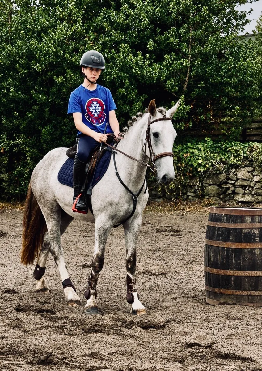 Rising 4yo gelding - Image 1