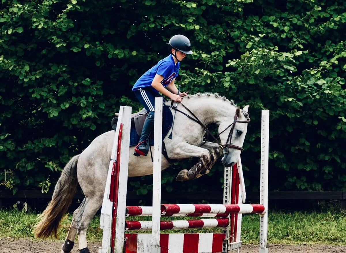 Rising 4yo gelding - Image 2
