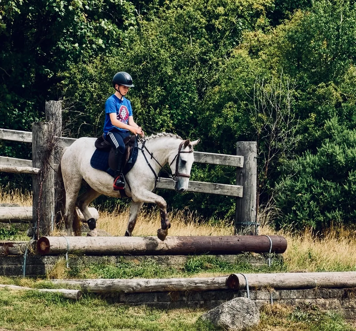 Rising 4yo gelding - Image 3