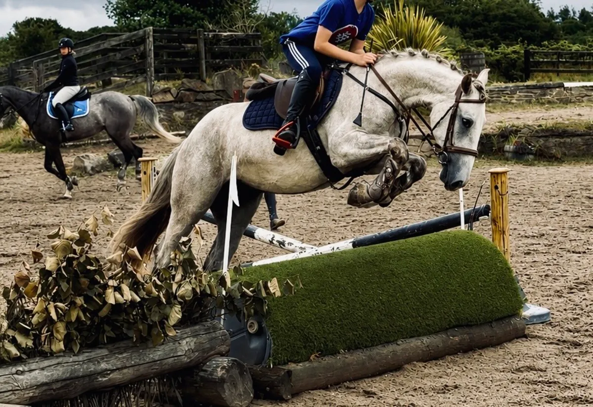 Rising 4yo gelding - Image 4