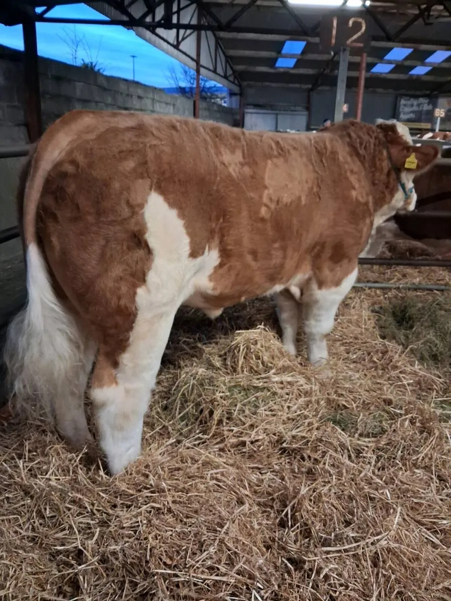 Simmental Bull - Image 1