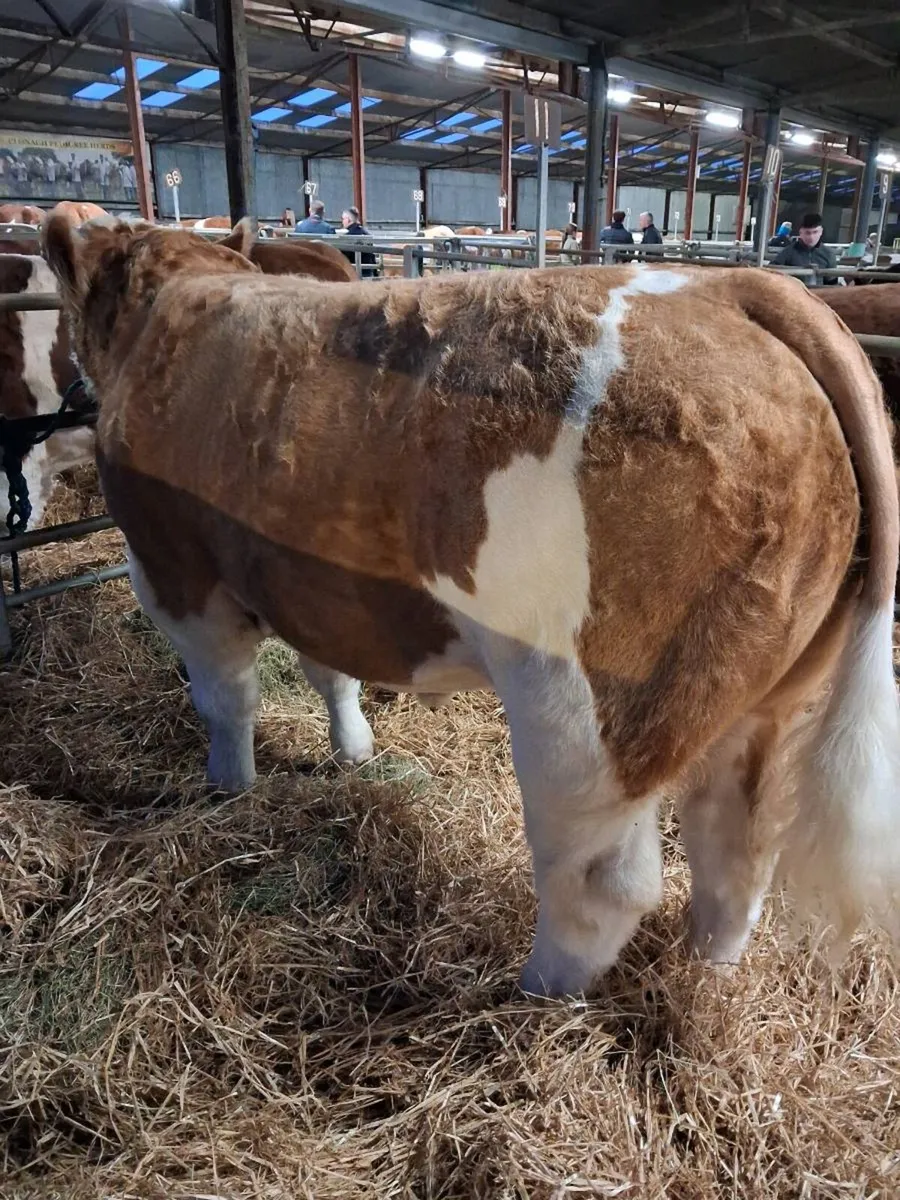 Simmental Bull - Image 2