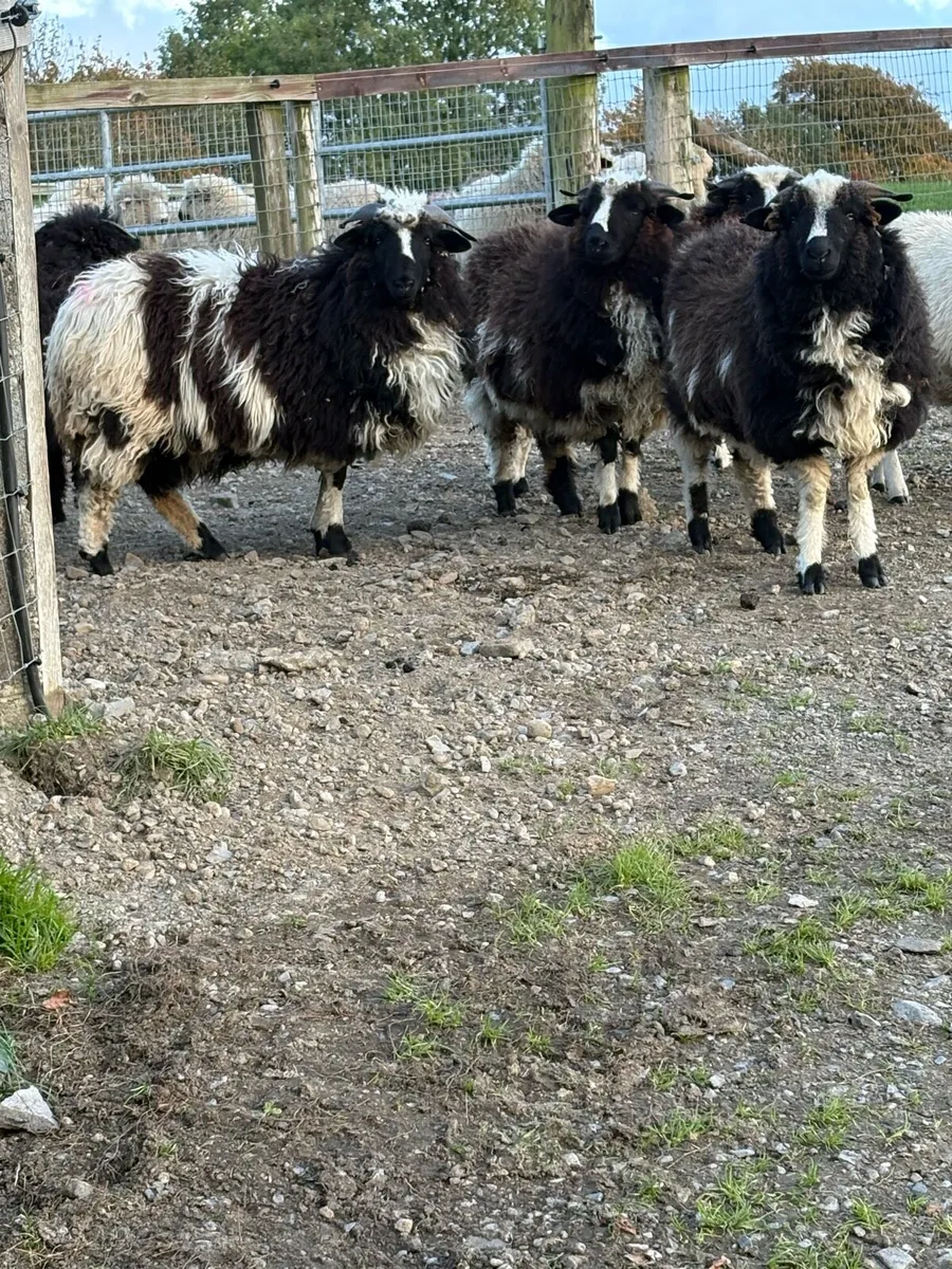 Valais ex Jacob ewe lambs - Image 2
