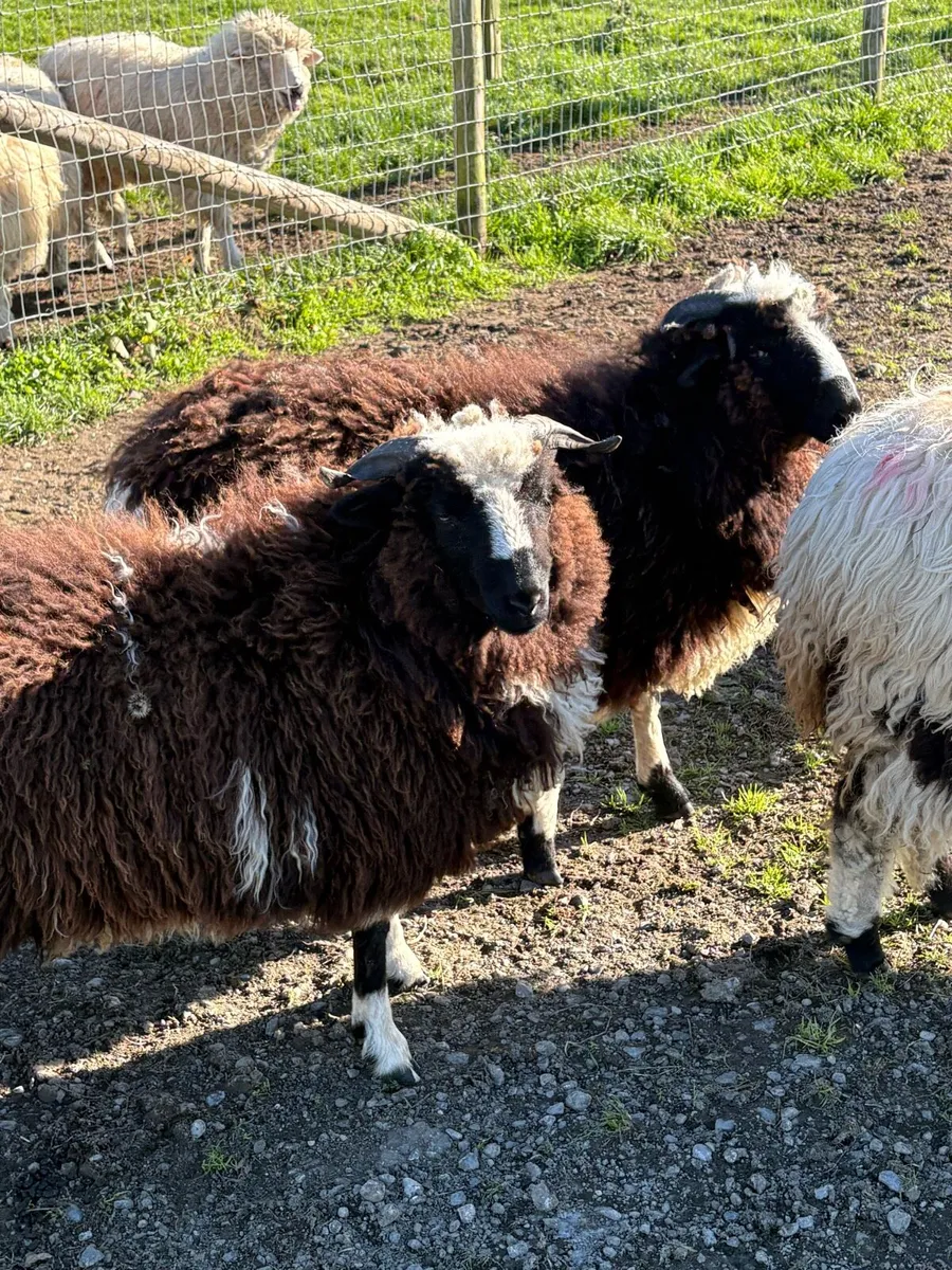 Valais ex Jacob ewe lambs - Image 4