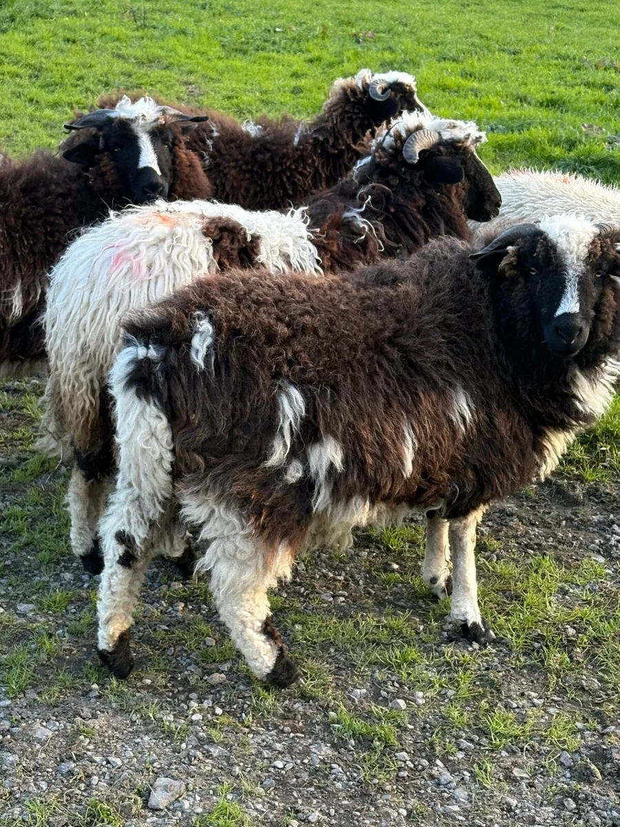 Valais ex Jacob ewe lambs - Image 3
