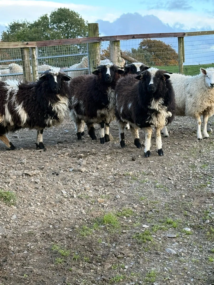 Valais ex Jacob ewe lambs - Image 1