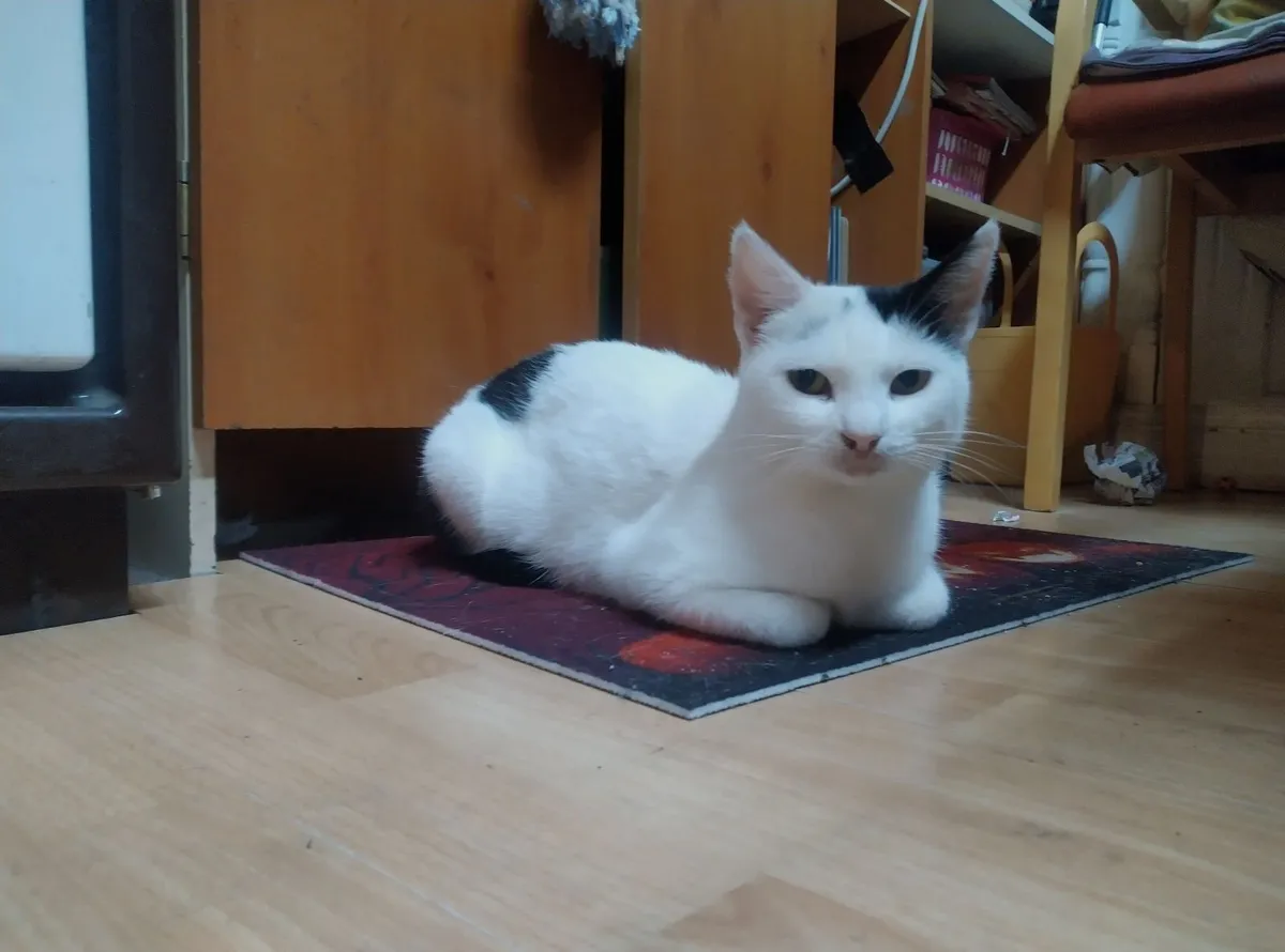 Cat for adoption - Image 2