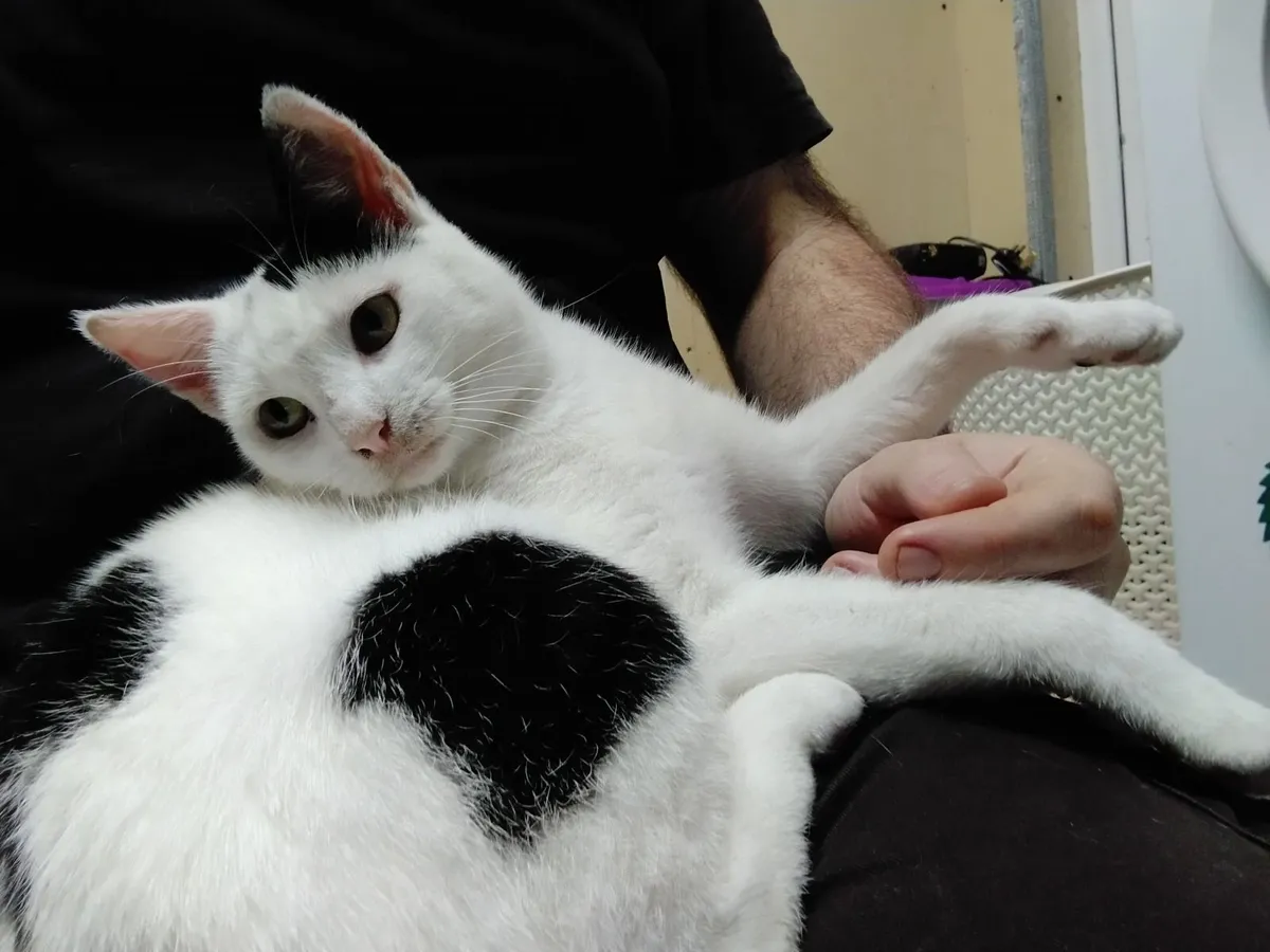 Cat for adoption - Image 4