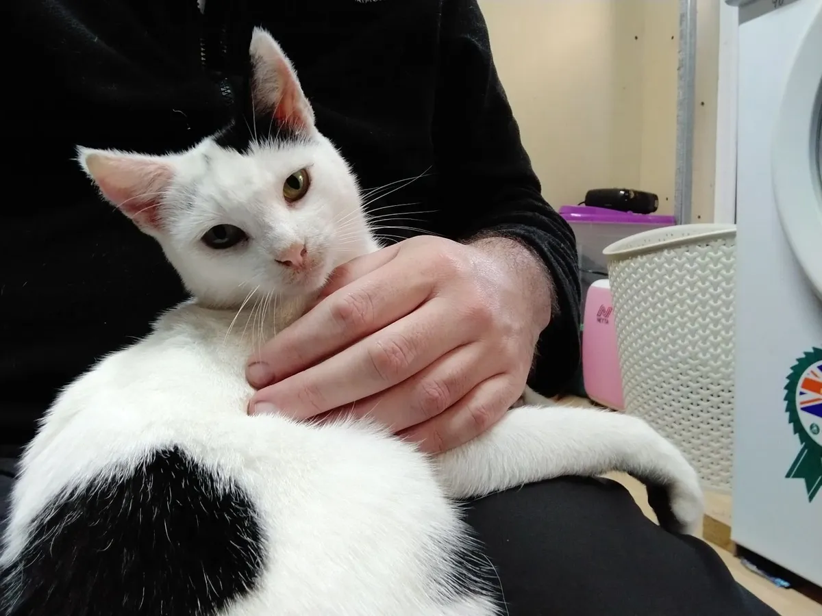 Cat for adoption - Image 3