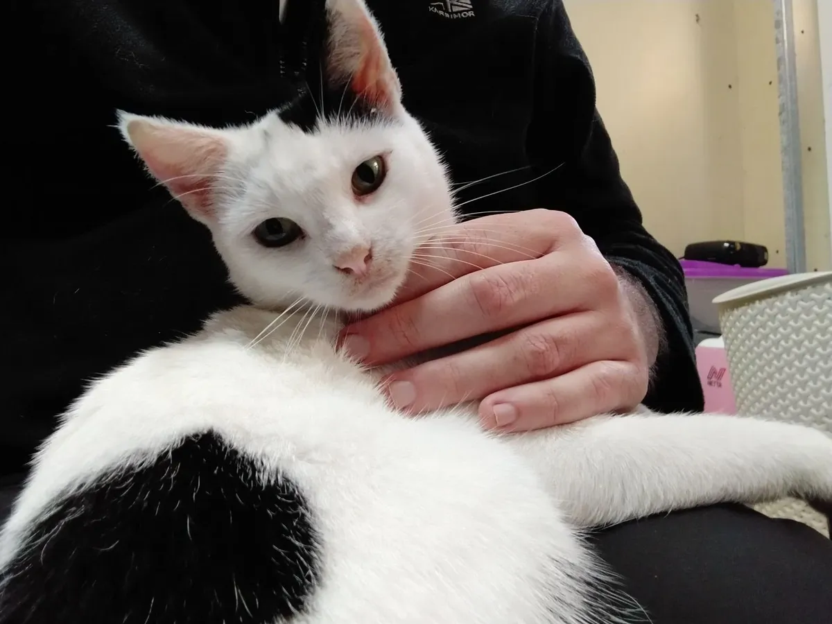 Cat for adoption - Image 1