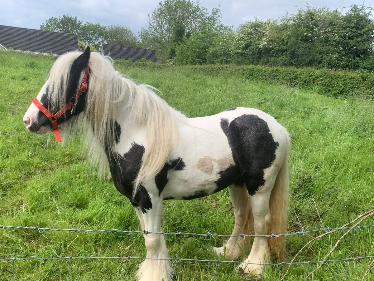 Black and White Cob - Image 2