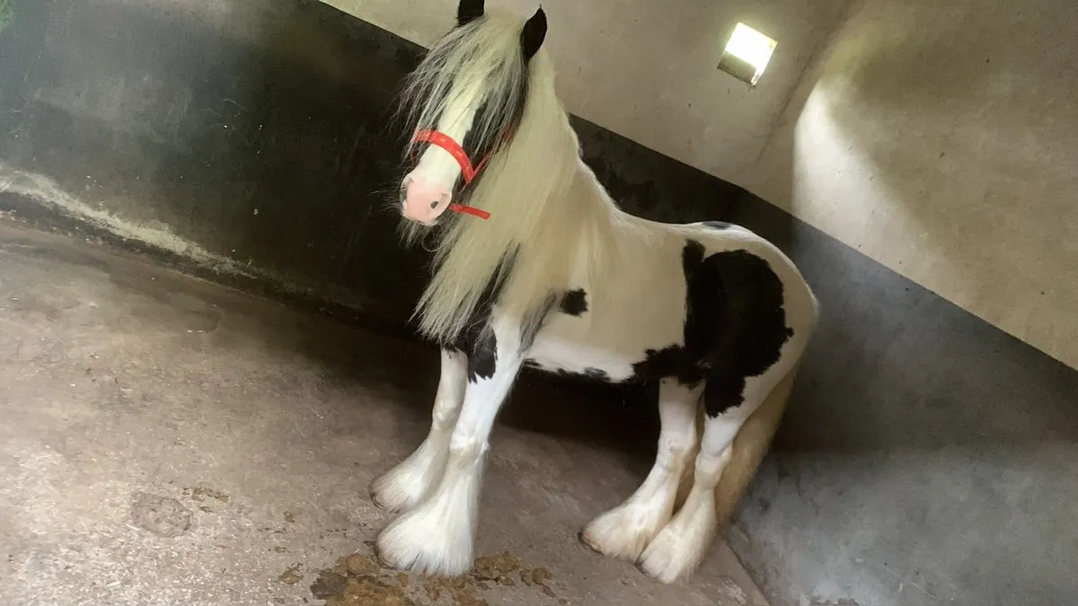 Black and White Cob - Image 1
