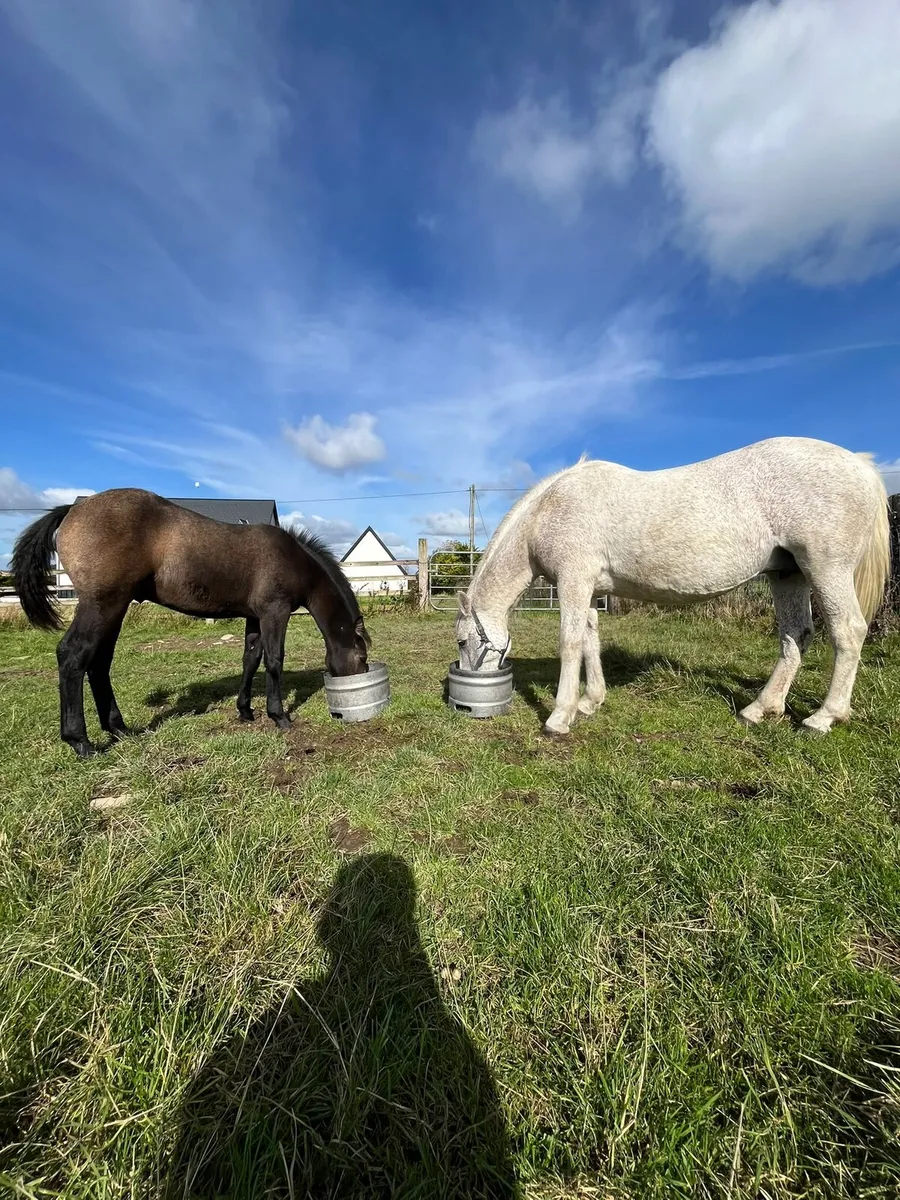 Connemara foals - Image 1