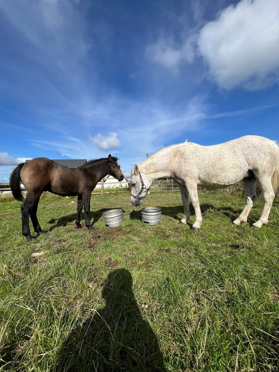 Connemara foals - Image 4