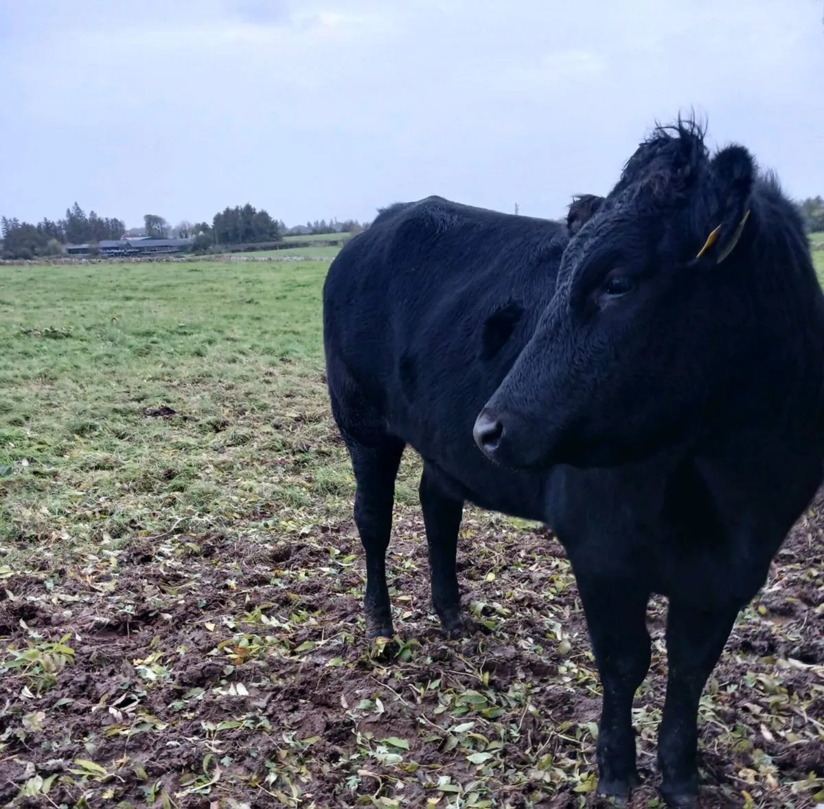 3 Cow Makers - Image 3
