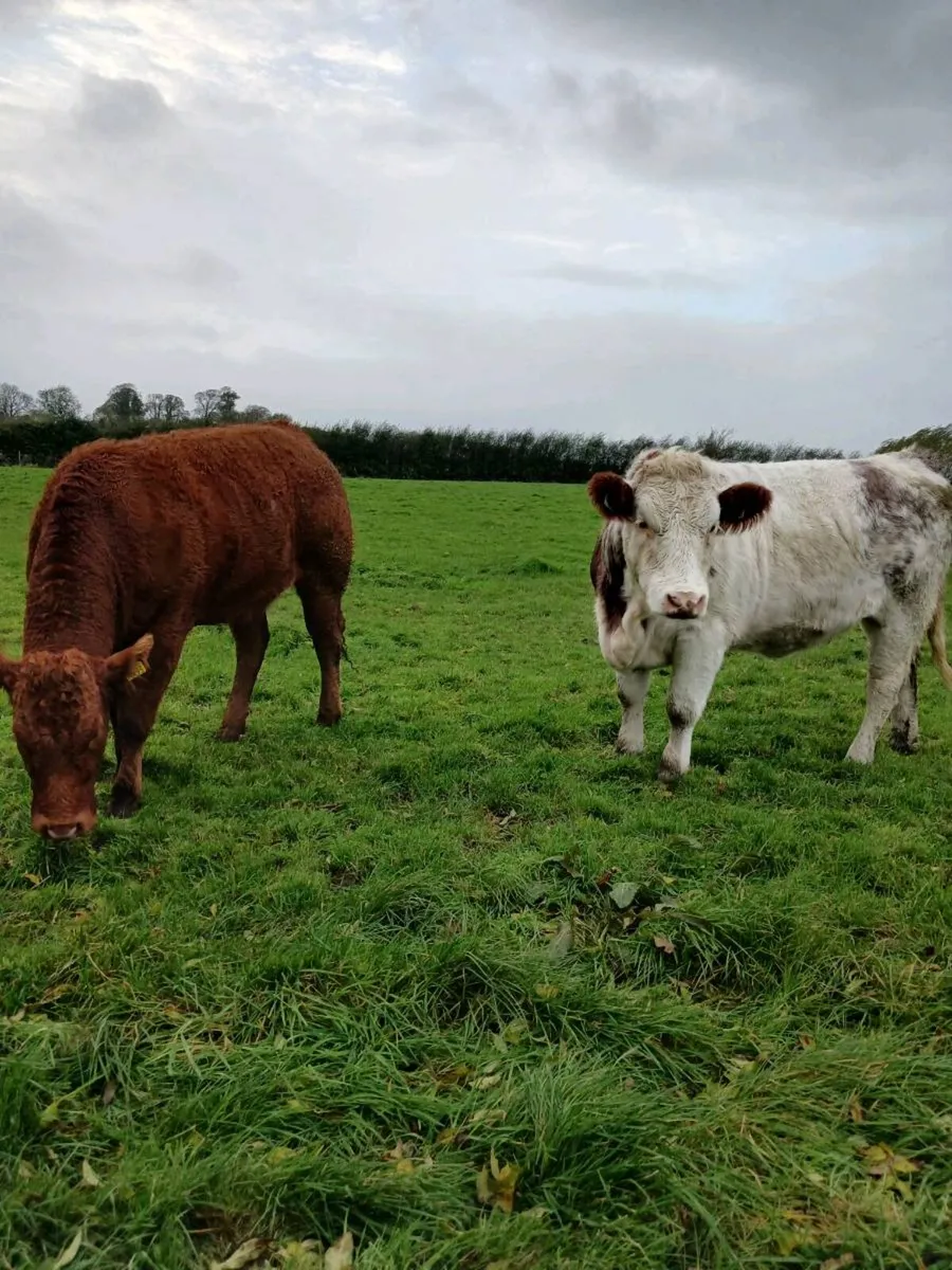 3 Cow Makers - Image 1