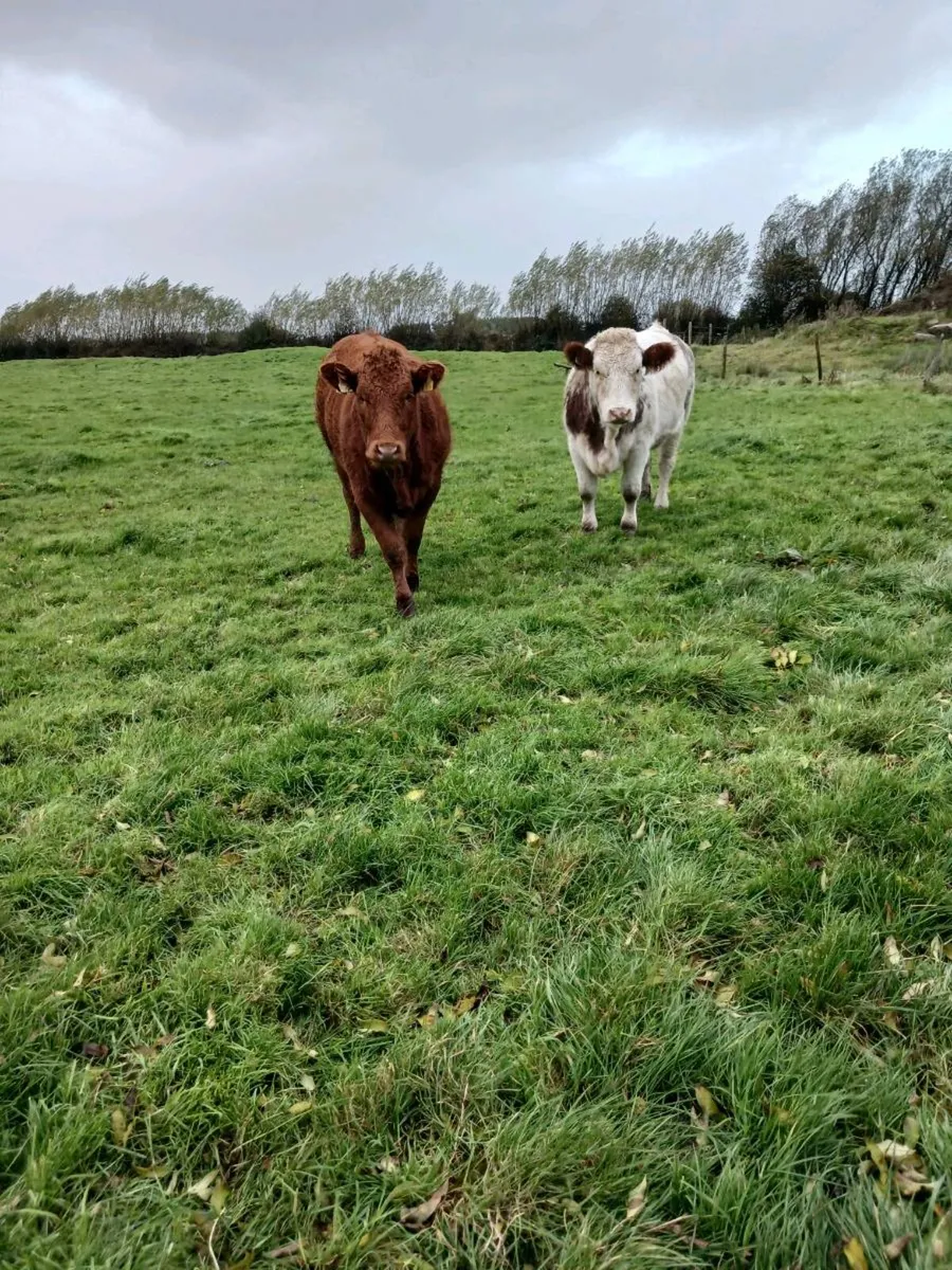 3 Cow Makers - Image 4