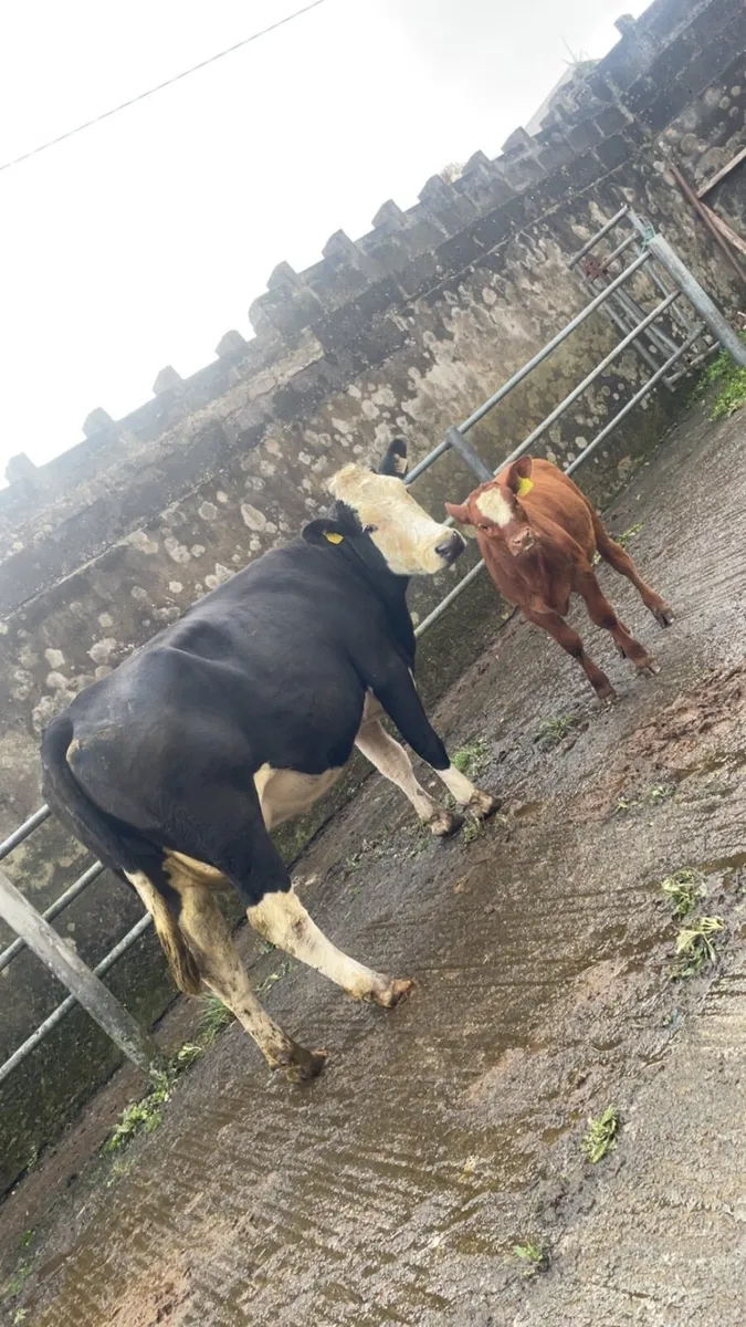 5 star first calver and calf - Image 1