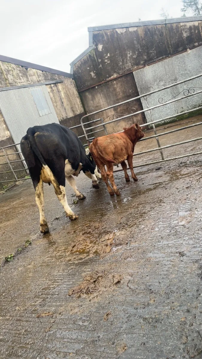 5 star first calver and calf - Image 2