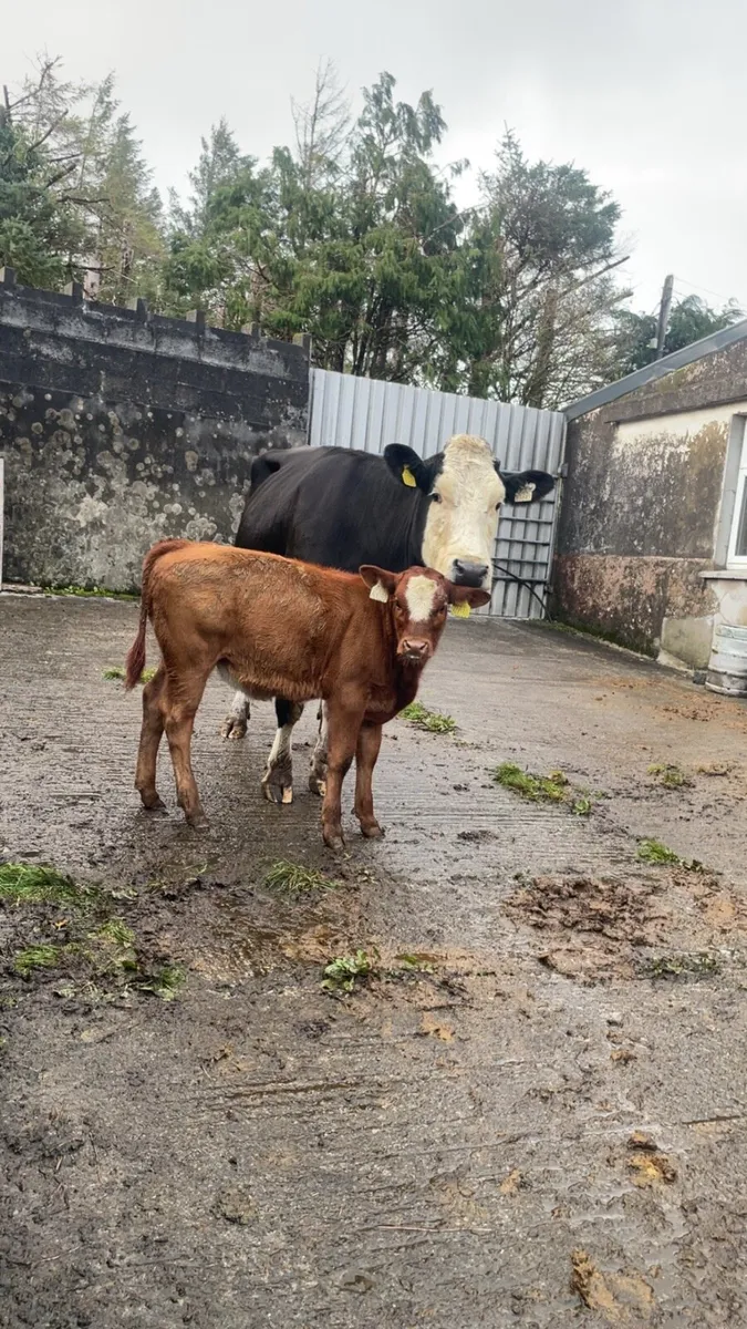 5 star first calver and calf - Image 3