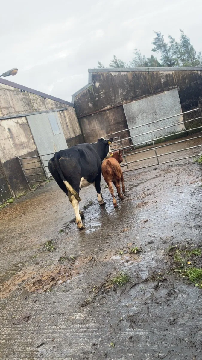 5 star first calver and calf - Image 4