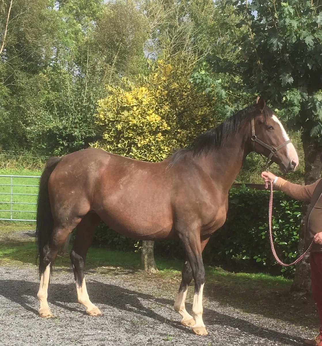 Tb Mare - Image 1