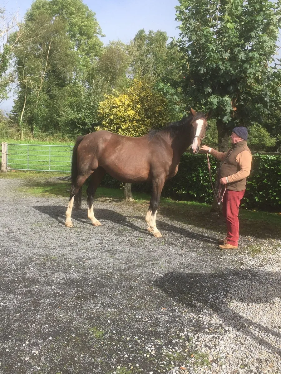 Tb Mare - Image 3