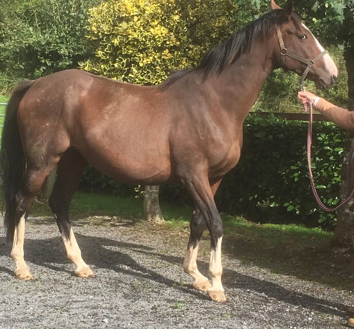 Tb Mare - Image 4