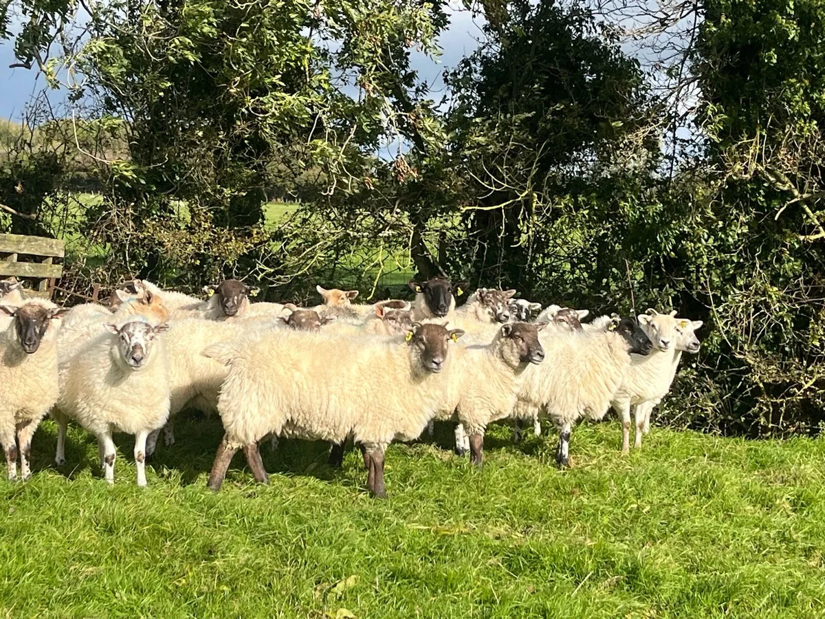Ewe Hoggets - Image 2