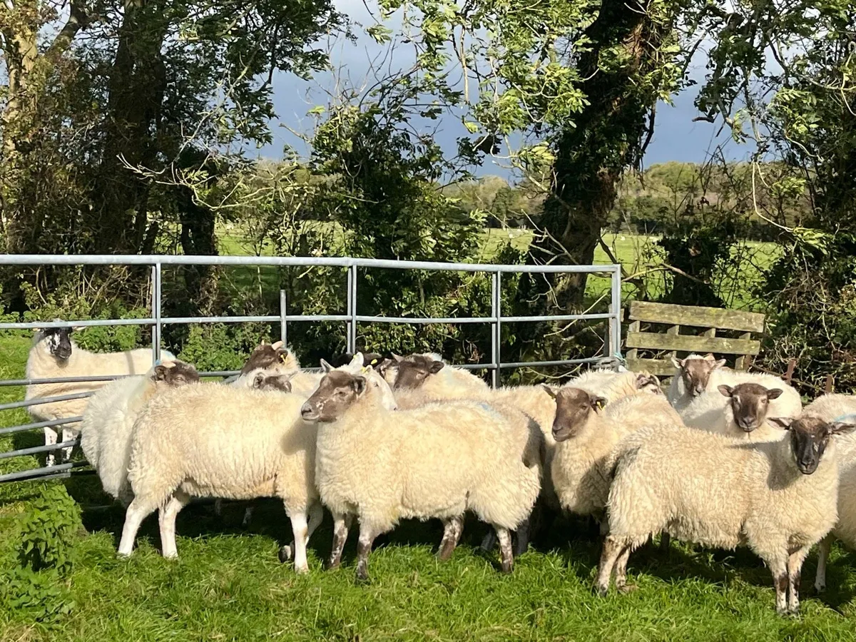 Ewe Hoggets - Image 3