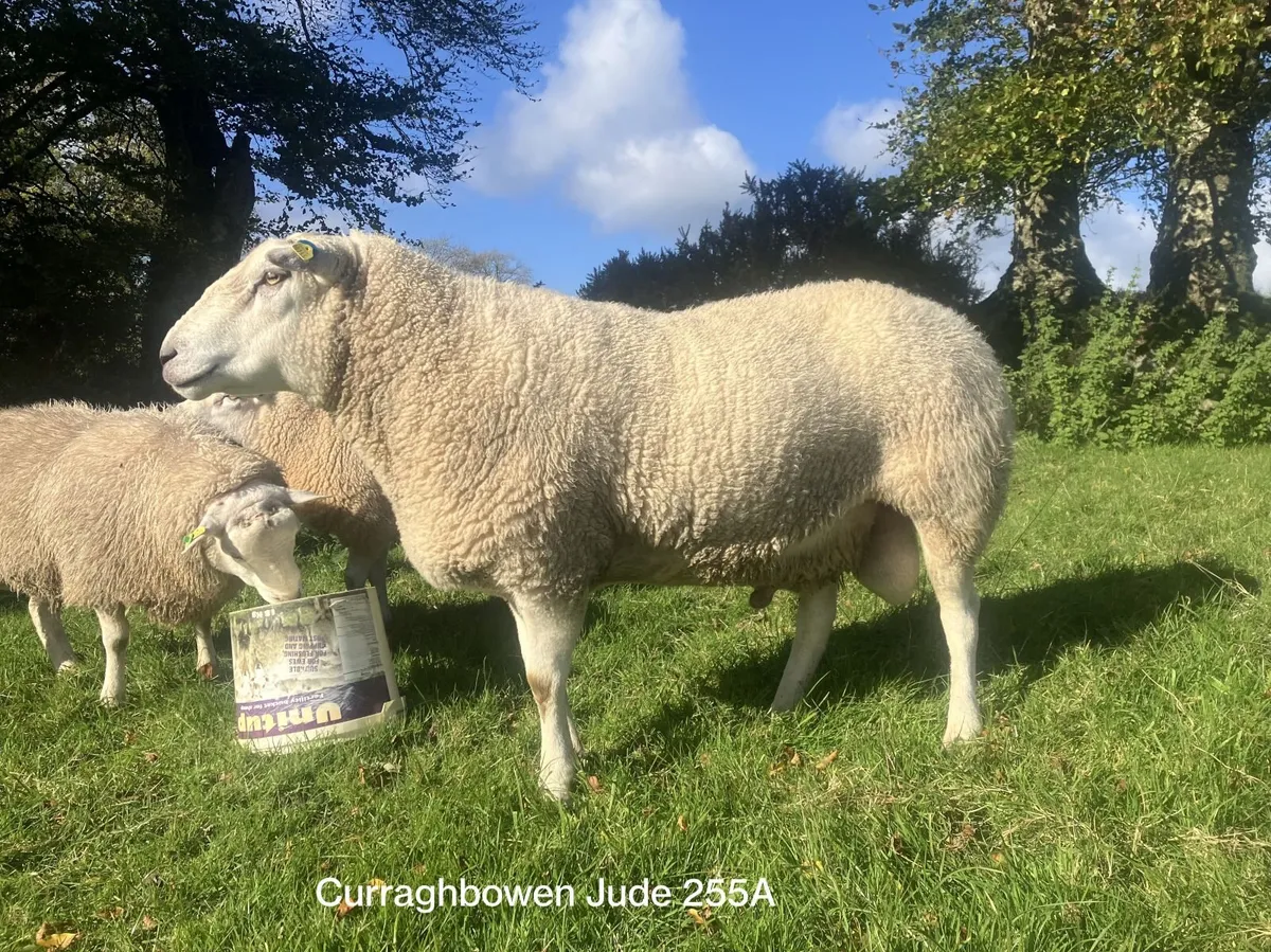 Pedigree Belclare Rams - Image 2