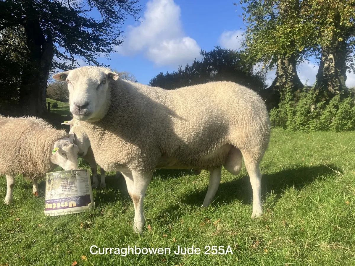 Pedigree Belclare Rams - Image 3