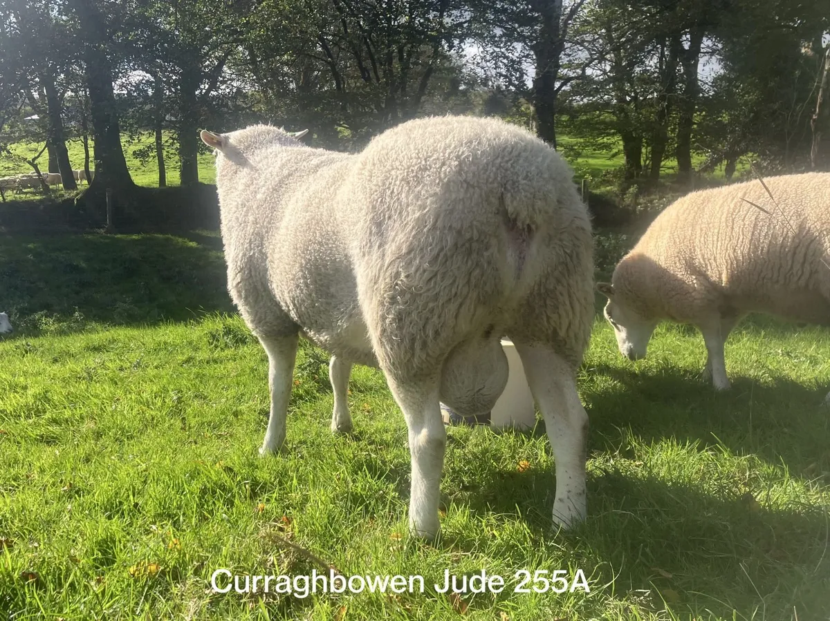 Pedigree Belclare Rams - Image 4