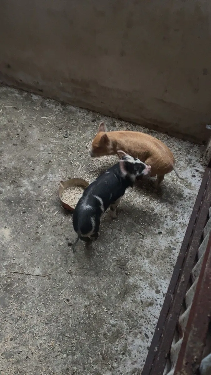 Two pigs