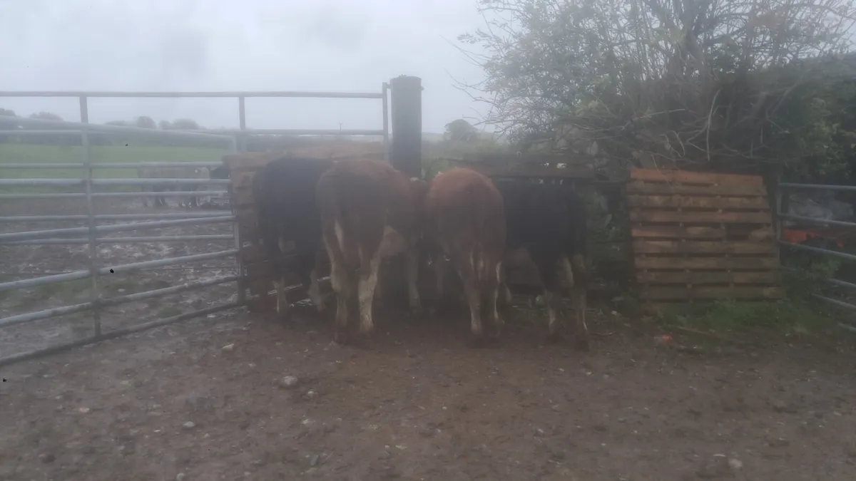 Hereford males - Image 3
