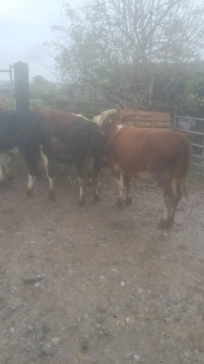 Hereford males - Image 4